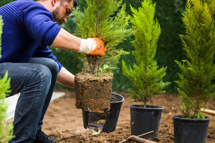 man-planting-tree-yard-landscaping