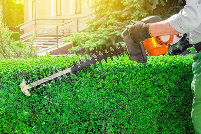 hedge-trimmers-trimming-bush